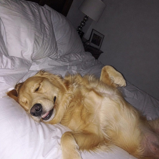 A dog enjoying a freshly made bed
